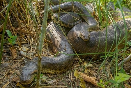Sucuris são vistas em rios de MS com mais frequência nesta época do ano; entenda o porquê.