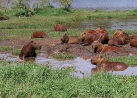 Sem Plano de Manejo, capivaras de Parque viram questão de saúde pública