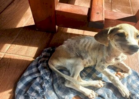 Tutor viaja e cachorro é encontrado desnutrido