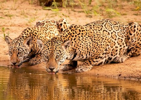Com Pantanal na TV Globo, MS deve superar a marca de um milhão de turistas
