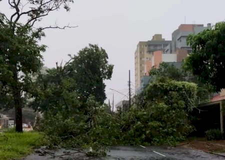 Tempestade atinge Dourados, derruba árvores e causa estragos pela cidade
