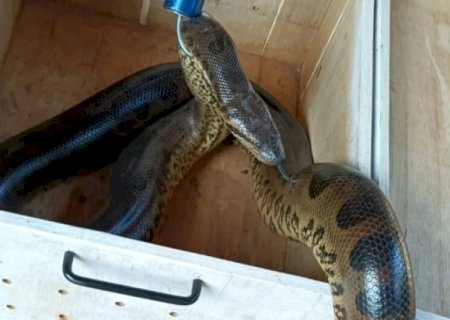 Idosa aciona polícia após encontrar serpente na casinha do cachorro