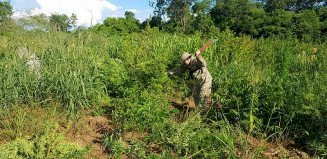 Senad destrói ‘lavoura de maconha na fronteira de MS