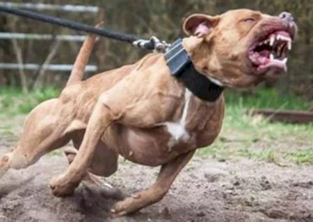 Pitbull escapa e ataca mulher e Rottweiler que estavam passeando em Dourados