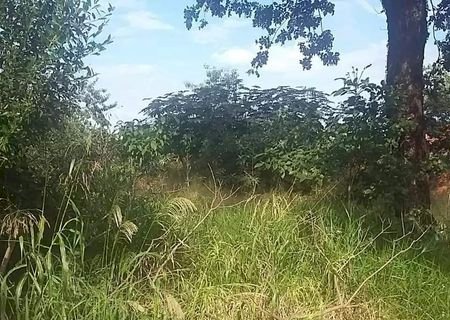 Moradores reclamam de mais uma área abandonada em Dourados