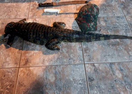 Bêbado, motorista bate carro enquanto transportava jacaré abatido