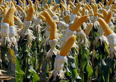 IBGE aponta safrinha recorde de milho com alta de 80,9% na produção