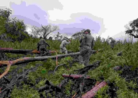 Paraguai e Brasil 'invadem' fazendas do narcotráfico na fronteira