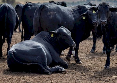 Rebanho bovino nacional teve aumento de 3,1% em 2021