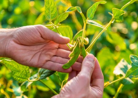 Novo programa de MS foca em bioinsumos e trará sustentabilidade para cadeia produtiva