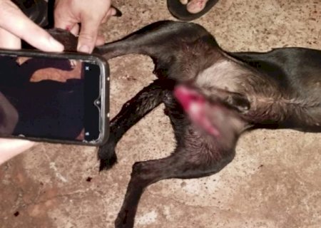 Cachorro tem testículos cortado e tutora acusa vizinho de ter cortado