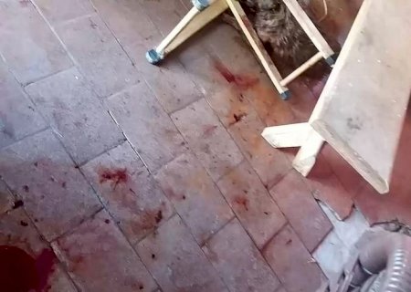 Pitbull Invadem Casa,Atacam Moradores e Matam Cães; Dono é Encontrado Bêbado