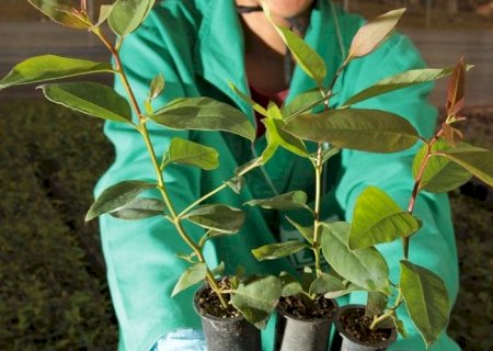Produção de mudas florestais é tema de curso gratuito