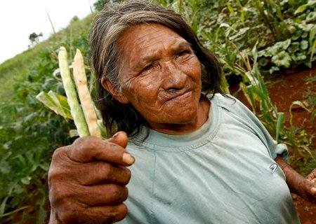 Números por cor ou raça: MS tem o 5º maior percentual de produtores indígenas entre as UFs