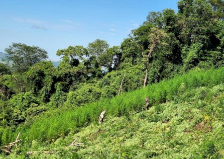 Polícia destrói ‘lavoura’ de maconha e acampamento do narcotráfico ao lado de MS