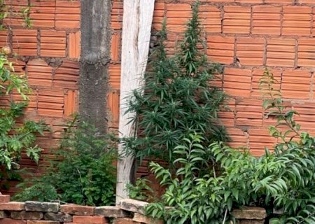 Jovem é Índiciado Após Postar Foto de Pé de Maconha em Rede Social