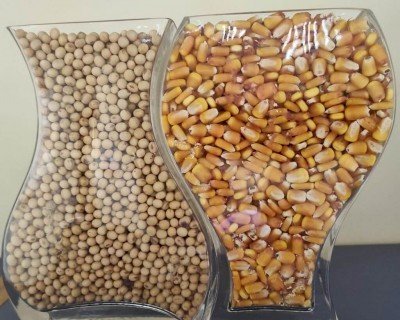 Plantio do milho chega a 93 mil hectares enquanto colheita da soja avança em MS