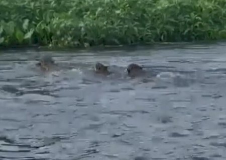 Grupo de pescadores flagra onças atravessando rio a nado