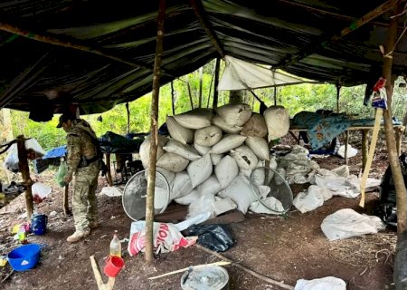 Polícia desmonta acampamento do tráfico com mais de 8t de maconha picada