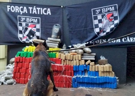 Entreposto armazenava quase 240 quilos de maconha e 'skunk'