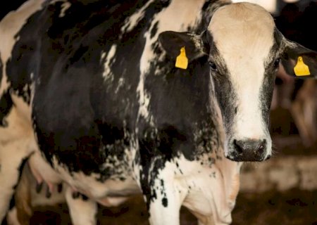 Vaca louca: confirmado que caso recente é atípico