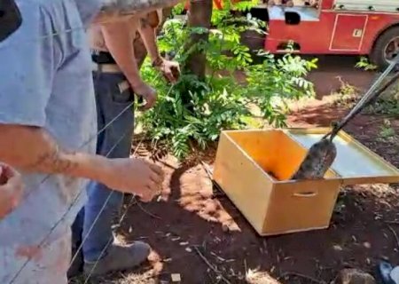 Cobra de 2,5 m assusta populares em Dourados e é capturada pelo Bombeiro