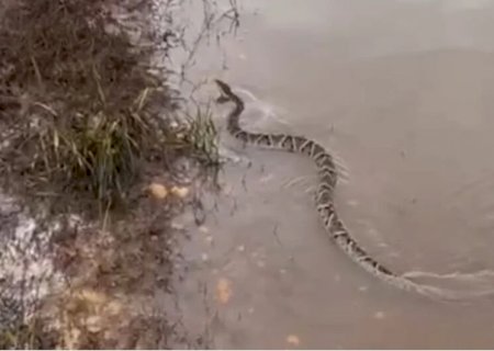 Jararaca é capturada dentro de residência no Parque Alvorada