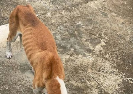 Após Solicitação de Laudir,Prefeitura Contrata Empresa Para Castração de Caninos e Felinos
