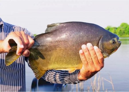 Prefeitura libera pesca no Parque do Lago no feriado do Trabalhador