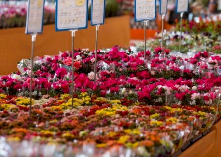 Procon divulga pesquisa com preços de flores para o Dia das Mães
