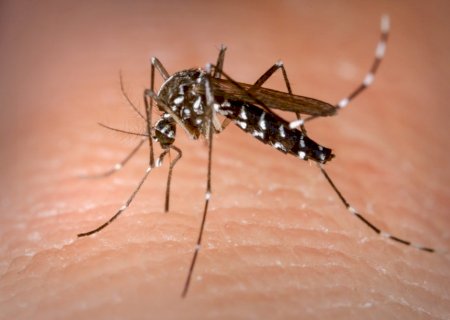Saúde lança campanha após aumento da Dengue, Zika e Chikungunya