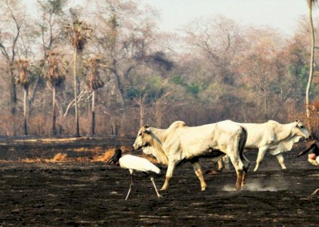 Castigado pelo aquecimento global, Pantanal tem mais temporada de seca