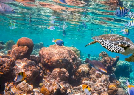 Dourados Receberá Exposição da Cultura Oceânica