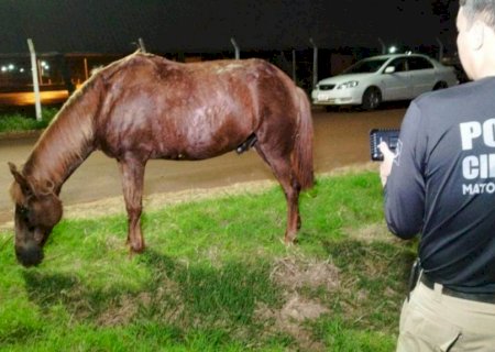 Morte de motociclista: CCZ diz que não foi acionado sobre cavalo solto