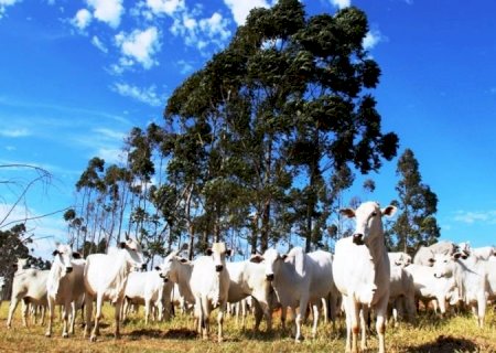 Prazo termina com mais de 97% dos rebanhos cadastrados em MS