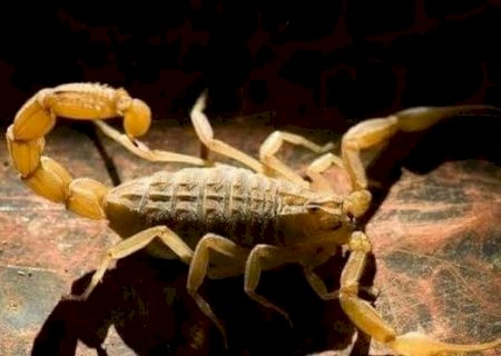 95, Este é o Número de Acidentes Com Escorpiões Ocorridos Este Ano em Dourados