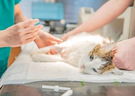 Divulgado Lista de Contemplados Para Castração de Cães e Gatos em Dourados