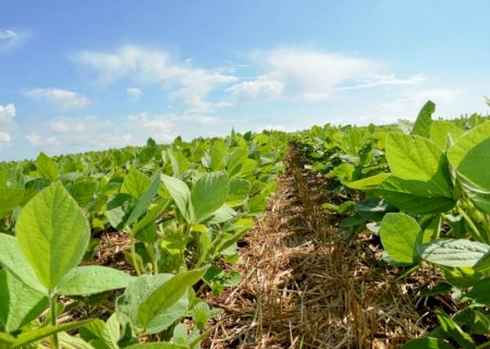 Fim do vazio sanitário permite cultivo de soja em MS