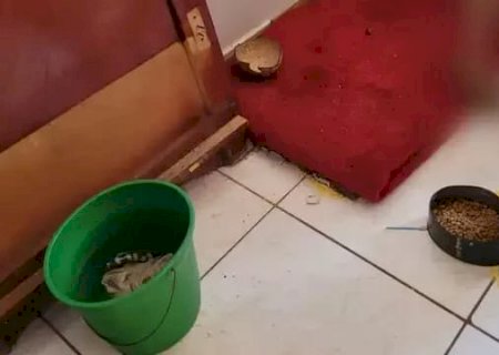 Casal é preso mantendo filhos alimentados com ração de cachorro
