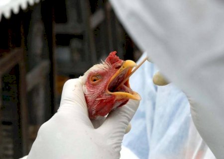 Mato Grosso do Sul registra primeiro foco de influenza aviária