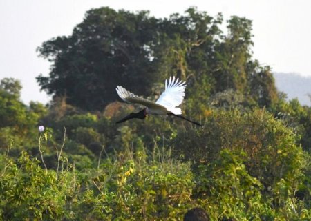 Governador de MS se reúne com produtores pantaneiros para discutir 'Lei do Pantanal'