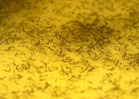 Casos de dengue crescem em MS e proliferação pode ser evitada