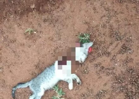 Alterado, homem ameaça esposa e ainda dá ‘facãozada’ em gatinho