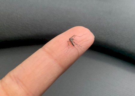 Brasil é país com mais casos de dengue no mundo, alerta OMS