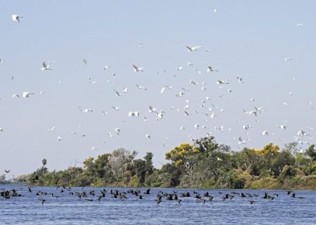 Riedel e ministros assinam hoje convênios e Lei do Pantanal