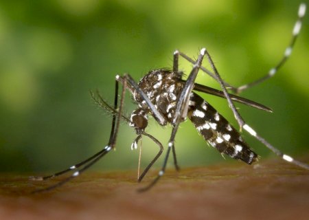 Dengue: Brasil tem 12 mortes e mais de 120 mil casos prováveis