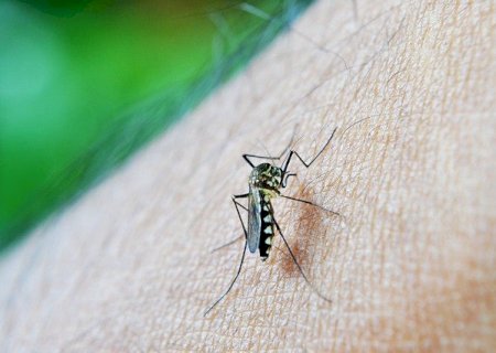 Dengue: Como identificar, tratar e prevenir