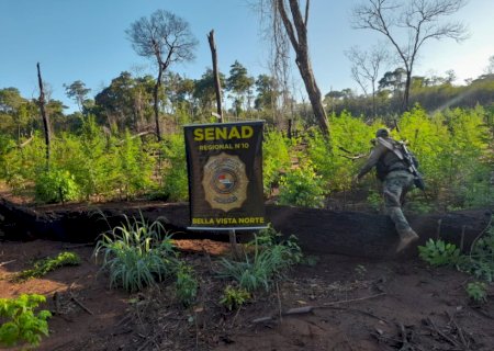 Senad destrói 12 toneladas de drogas e acampamento em Bella Vista Norte