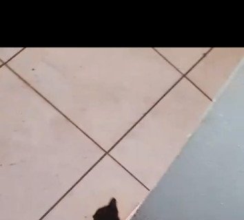 PM resgata filhote de gato depois de denuncia de maus tratos a animais
