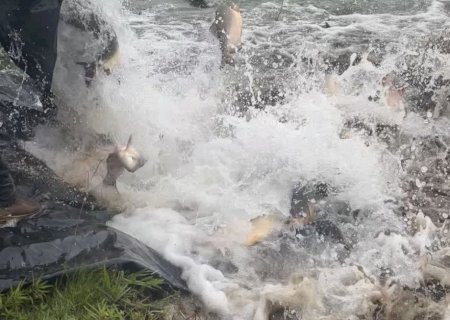 Parques Antenor Martins e Rego D’Água recebem 3,5 toneladas de peixes
